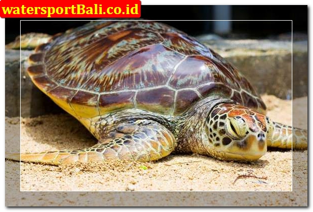 Penyu Bali