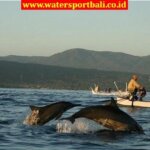 Harga Sewa Perahu & Tiket Dolphin Lovina Bali