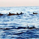 Pantai Lovina, Salah Satu Tempat Terbaik Menyaksikan Atraksi Lumba-Lumba