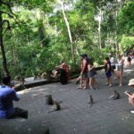 Yuk Jalin Persahabatan dengan Kera Liar di Monkey Forest Ubud, Bali