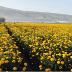 7 Alasan Kenapa Lautan Permadani Jingga di Bali Menjadi Tempat Wisata Favorit