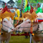 Tidak Hanya Keindahan Tempat Wisata, Tradisi Khas Ini Jadi Daya Tarik Wisata di Bali