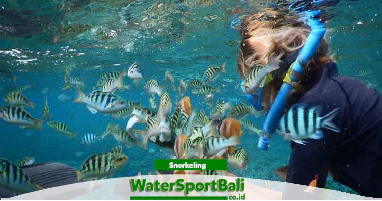 Snorkeling Tanjung Benoa